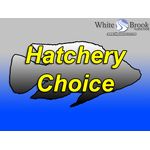 Hatchery Choice Tilapia Fingerlings