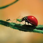 Lady Bugs - Natural Pest Control