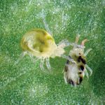 Predatory Mites - Natural Pest Control