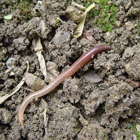Red Wiggler Earth Worms, Eisenia fetida
