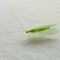 Green Lacewing - Natural Pest Control