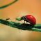 Lady Bugs - Natural Pest Control
